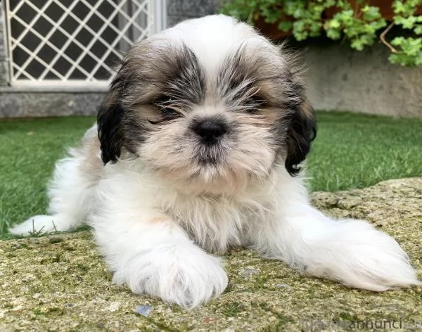 shitzu & shih tzu cuccioli | Foto 0