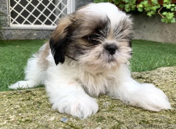 shitzu & shih tzu cuccioli