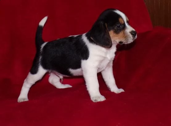 beagle cuccioli per l'adozione bellissima cucciolata cerca nuova famiglia, 4 maschi e 3 femmina, 60 