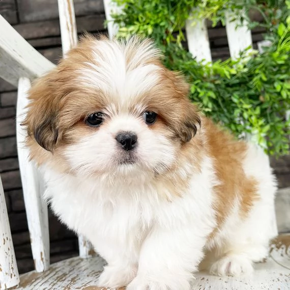 regarlo shih tzu cuccioli 