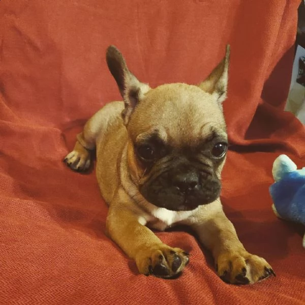 cuccioli di bulldog maschio e femmina da regalare