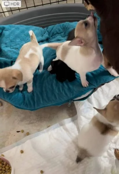 bellissimi bambini chihuahua pronti per il regalo | Foto 0