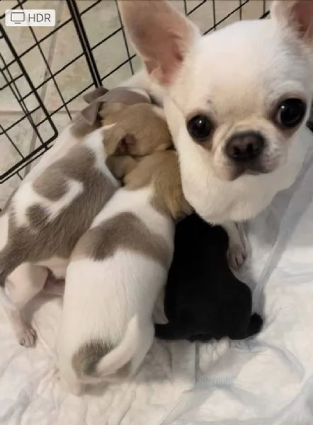 bellissimi bambini chihuahua pronti per il regalo