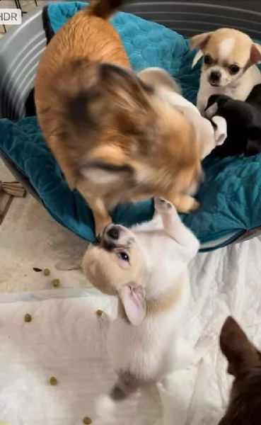 cuccioli di chihuahua maschio e femmina in adozione