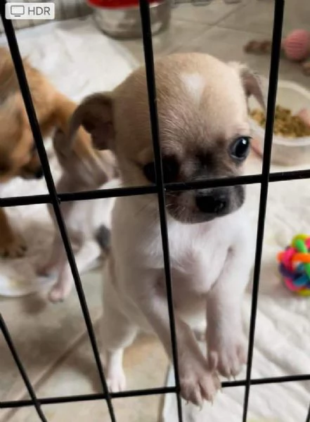 cuccioli di chihuahua maschio e femmina in adozione | Foto 0
