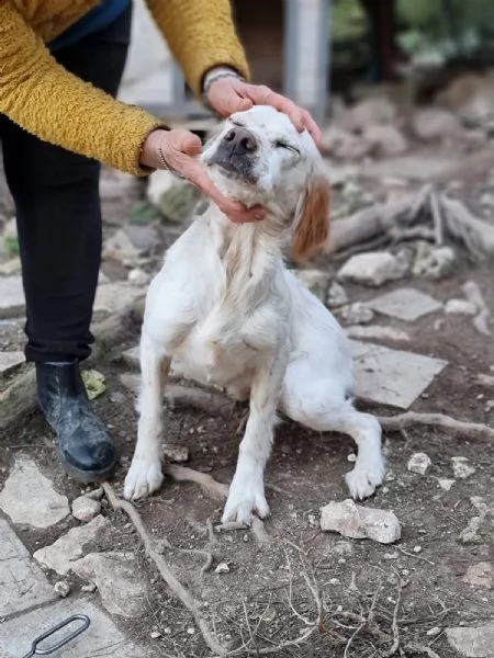 casper cerca adozione 