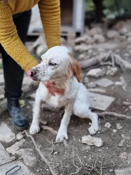 casper cerca adozione  | Foto 4