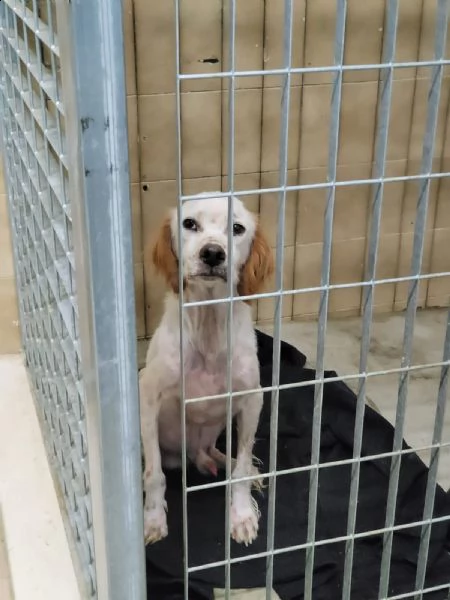 casper cerca adozione  | Foto 3