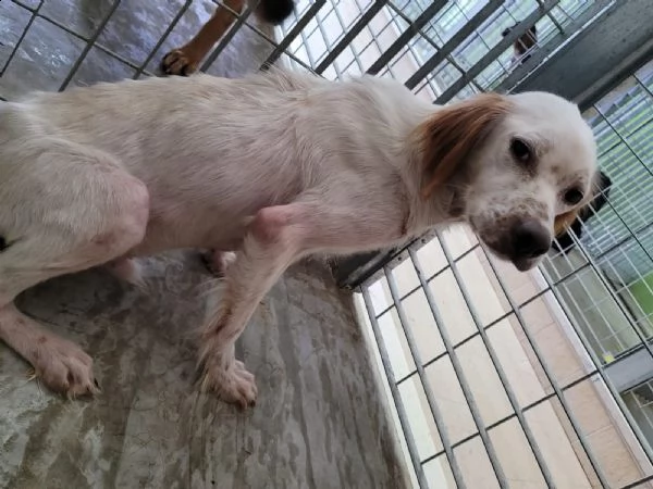 casper cerca adozione  | Foto 2