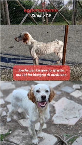casper cerca adozione  | Foto 1