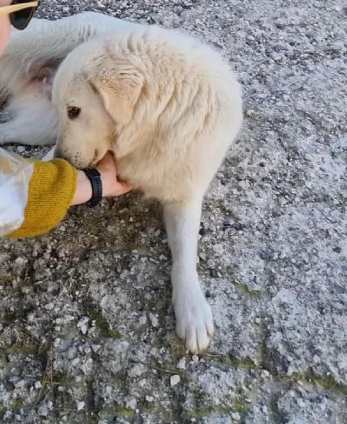 Salviamo Chanel  | Foto 6