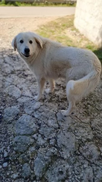 Salviamo Chanel  | Foto 5