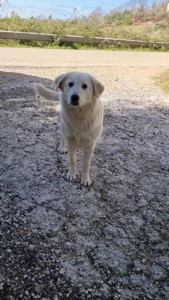 Salviamo Chanel  | Foto 4