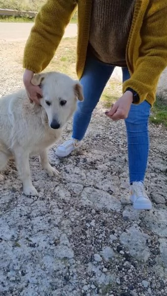 Salviamo Chanel  | Foto 2