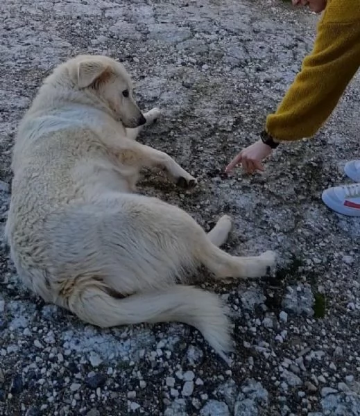 Salviamo Chanel  | Foto 1