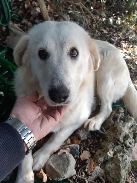 Salviamo Chanel  | Foto 0