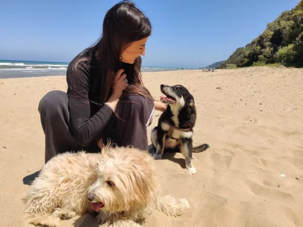 Cucciolo Kaos cerca casa  | Foto 6