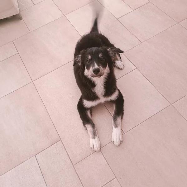 Cucciolo Kaos cerca casa  | Foto 5