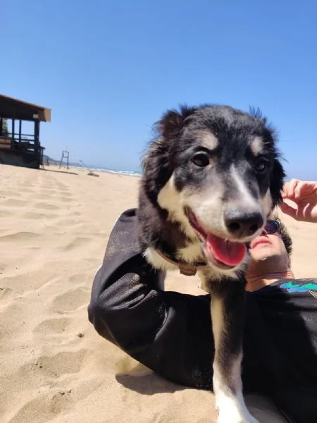 Cucciolo Kaos cerca casa  | Foto 4