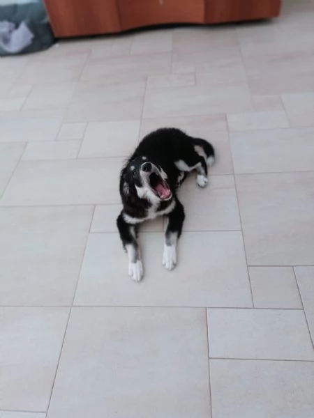 Cucciolo Kaos cerca casa  | Foto 3