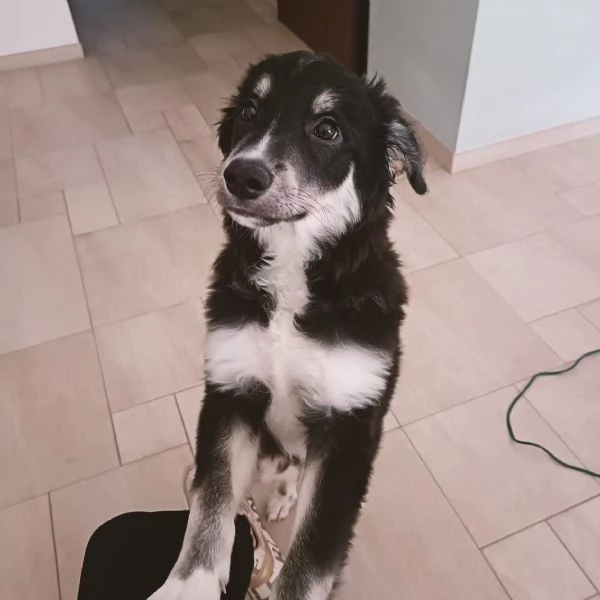 Cucciolo Kaos cerca casa  | Foto 2