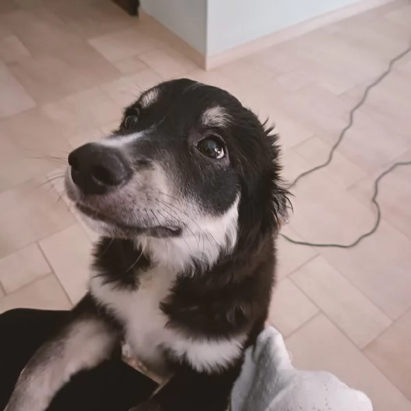 Cucciolo Kaos cerca casa  | Foto 1