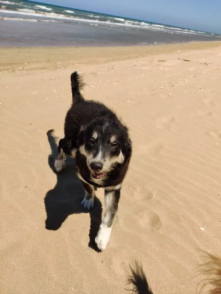 Cucciolo Kaos cerca casa  | Foto 0