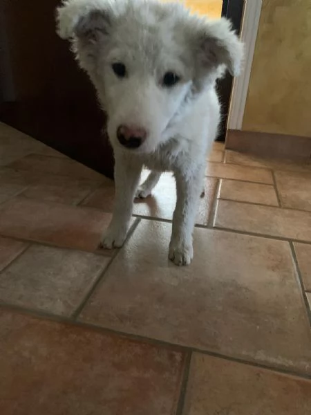 Cucciolo neve cerca casa  | Foto 6