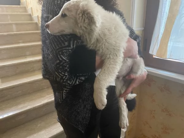 Cucciolo neve cerca casa  | Foto 5