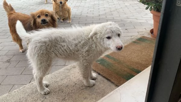 Cucciolo neve cerca casa  | Foto 4