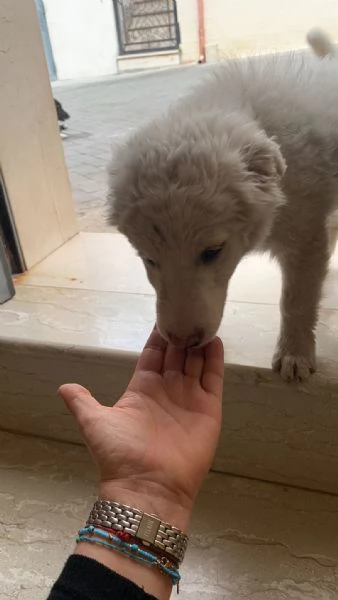 Cucciolo neve cerca casa  | Foto 3