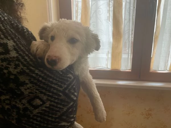 Cucciolo neve cerca casa 