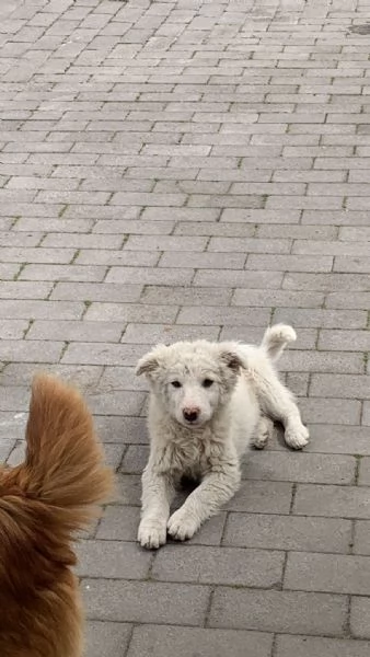Cucciolo neve cerca casa  | Foto 2