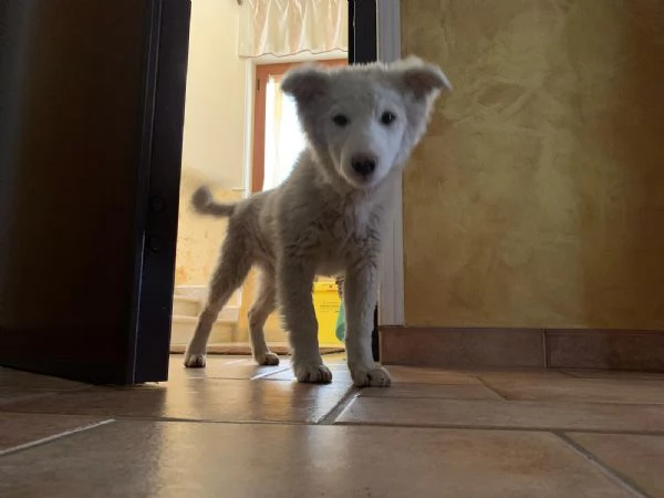 Cucciolo neve cerca casa  | Foto 1