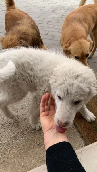 Cucciolo neve cerca casa  | Foto 0