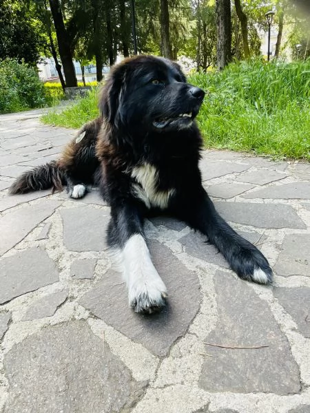 Pepe gigante buono cerca casa 