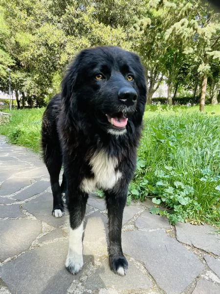 Pepe gigante buono cerca casa  | Foto 6