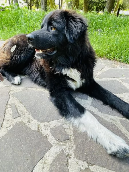 Pepe gigante buono cerca casa  | Foto 5