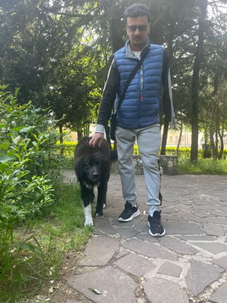 Pepe gigante buono cerca casa  | Foto 4