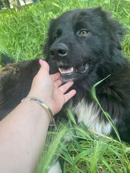 Pepe gigante buono cerca casa  | Foto 3