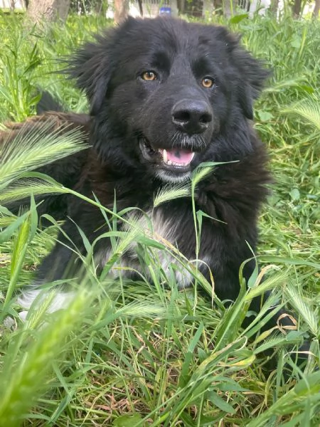 Pepe gigante buono cerca casa  | Foto 2