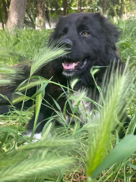 Pepe gigante buono cerca casa  | Foto 1