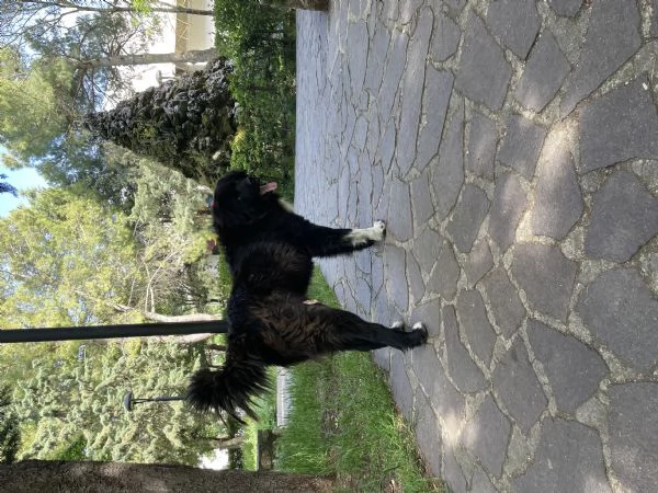 Pepe gigante buono cerca casa  | Foto 0