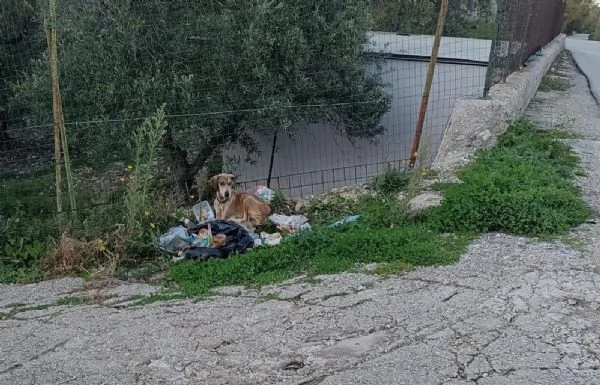 Pepito segugio cerca casa  | Foto 6