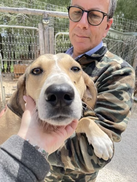 Pepito segugio cerca casa  | Foto 4