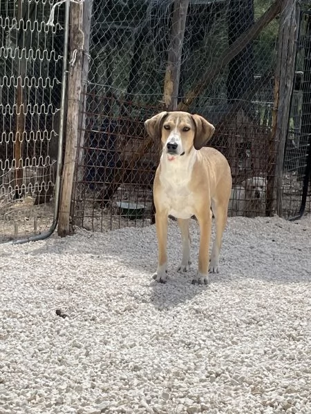 Pepito segugio cerca casa  | Foto 3