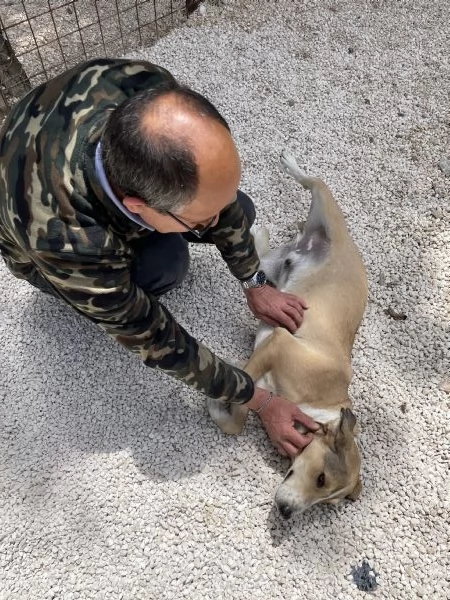 Pepito segugio cerca casa  | Foto 2