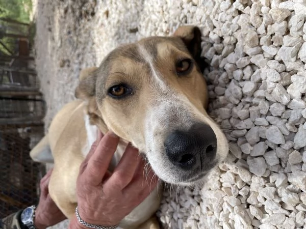 Pepito segugio cerca casa 