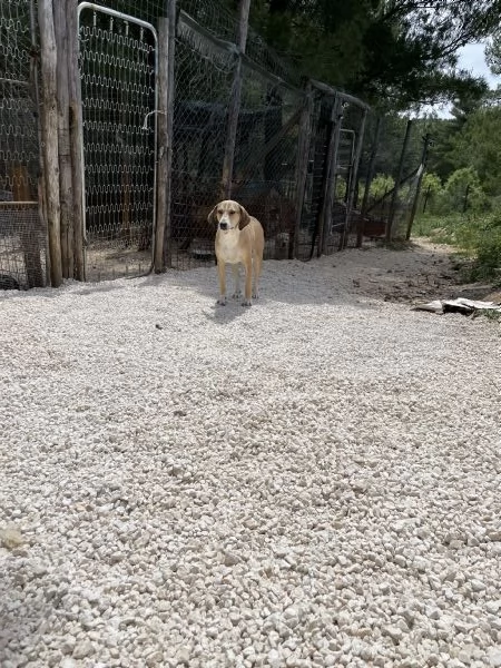 Pepito segugio cerca casa  | Foto 1