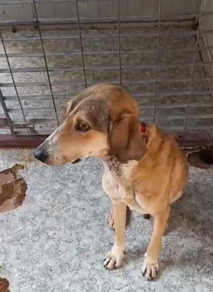 Pepito segugio cerca casa  | Foto 0